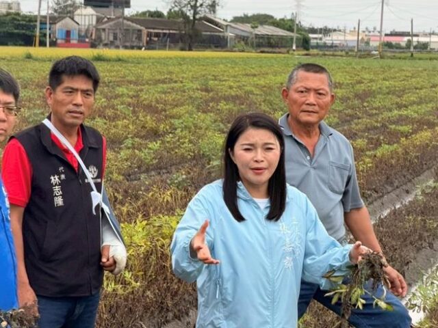 台灣新聞通訊社-豪雨重創雲林花生 張嘉郡籲從速、從寬、從簡補助