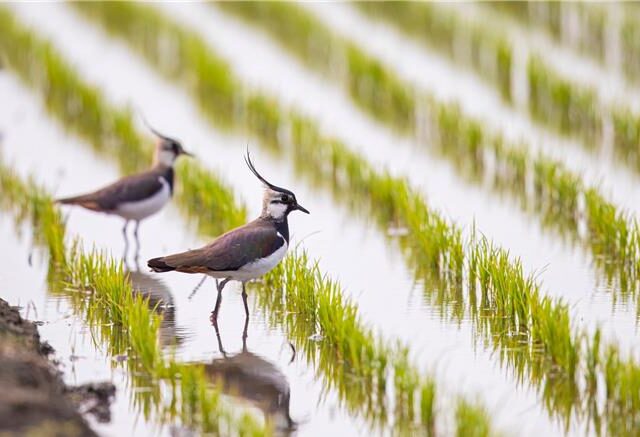 台灣新聞通訊社-雲林「土豆鳥」變身農產包裝 繪畫比賽徵件中