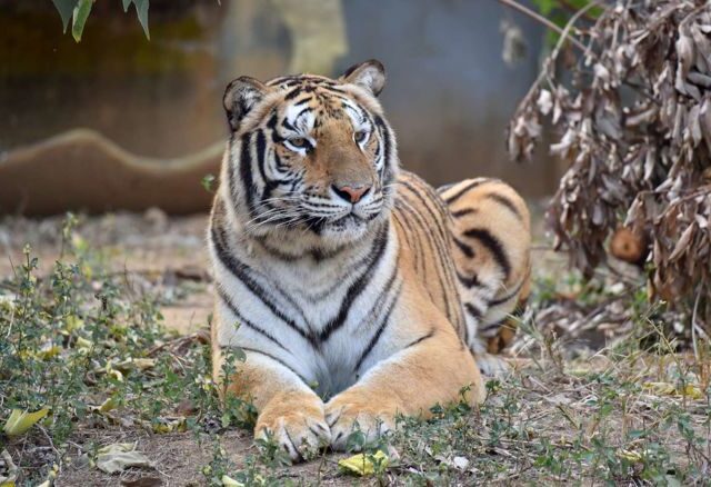 台灣新聞通訊社-孟加拉虎「睏寶」暴雨涉水畫面瘋傳 新竹動物園揭真相