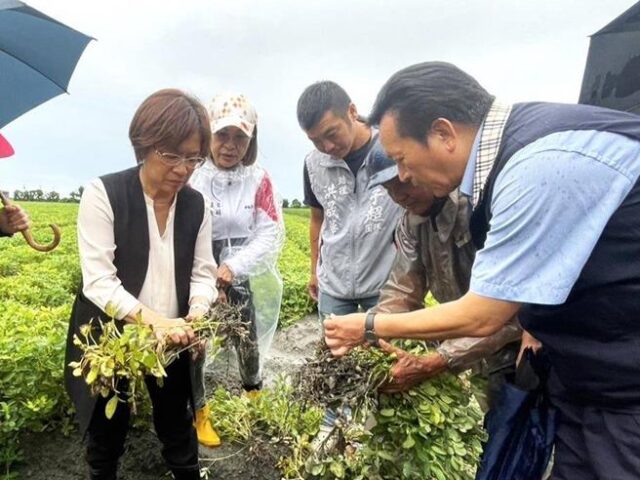 台灣新聞通訊社-彰化花生列中央現金救助 每公頃3.6萬元 今起開放申請
