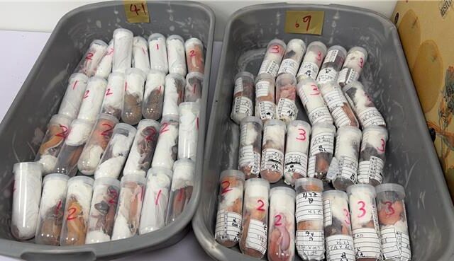 台灣新聞通訊社-金門小三通女行李塞塑膠瓶 竟藏304隻活守宮畫面曝