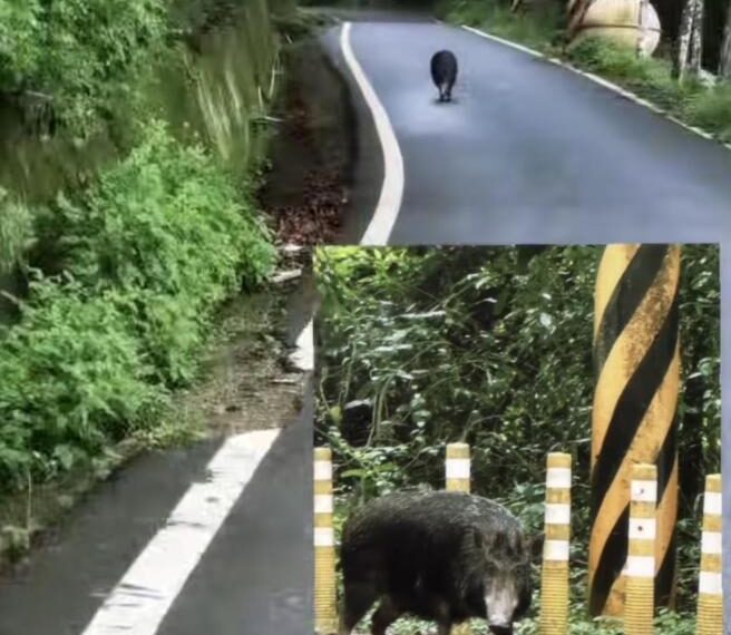 台灣新聞通訊社-得罪乙事主?南投單車客慘遭山豬狂追 結局大反轉
