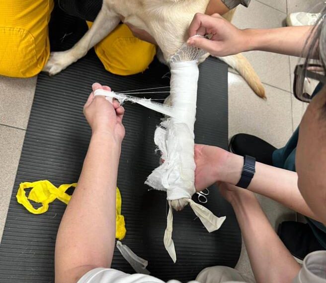 台灣新聞通訊社-守護毛英雄生命安全！ 台南消防特訓領犬員迎戰國際輪值