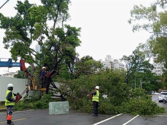 台灣新聞通訊社-一陣暴雨過後 台南家長目擊路樹倒驚呼：好險閃過