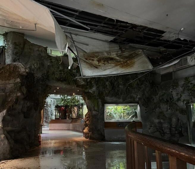 台灣新聞通訊社-豪雨炸北市!動物園驚現滾滾泥流 爬蟲館天花板也塌了