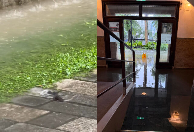 台灣新聞通訊社-豪雨狂炸雙北！雨量排名台大最高 北市各地冒「長鬍子魚」