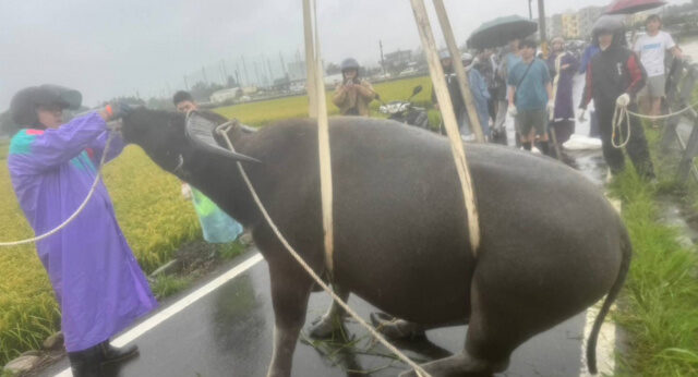 台灣新聞通訊社-竹北2網紅水牛平安回家！網質疑會游泳幹嘛救 協會回應了