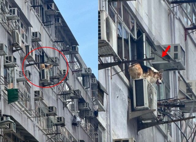 台灣新聞通訊社-柯基犬高空驚魂！受困冷氣室外機上嚇壞人　路人打119求援