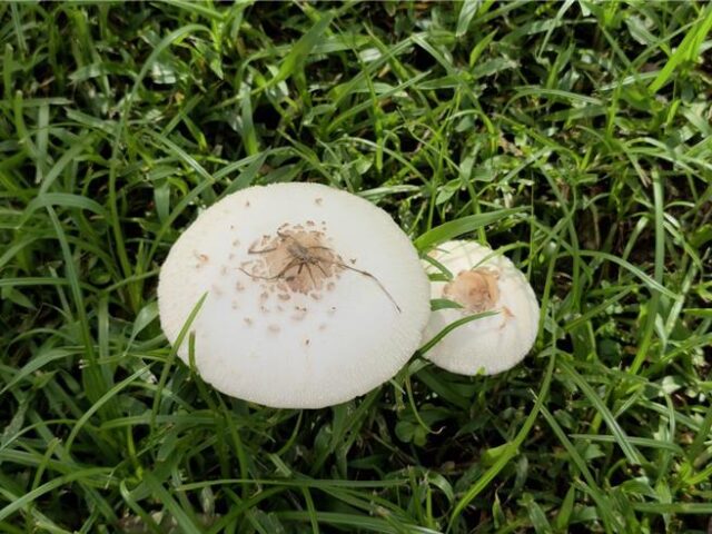 台灣新聞通訊社-雨後地上狂冒野菇 專家急喊：千萬別下肚