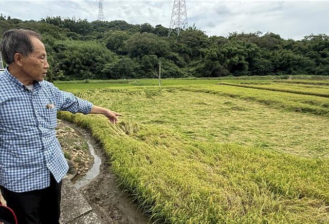 台灣新聞通訊社-豪雨襲苗栗稻區 通苑台南16號倒伏 農友憂減產盼理賠加快