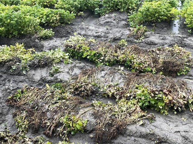 台灣新聞通訊社-彰化花生嚴重受損面積逾500公頃 縣府喊話中央盼救助