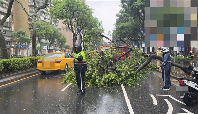 台灣新聞通訊社-豪雨釀災！北市松山路路樹倒塌「橫躺地面」 車流一度回堵