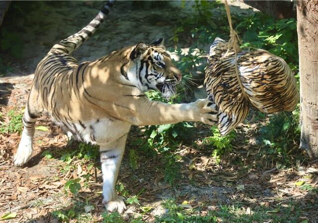 台灣新聞通訊社-端午節限定！黑熊啃肉粽、老虎撕巨粽 壽山動物園畫面超萌