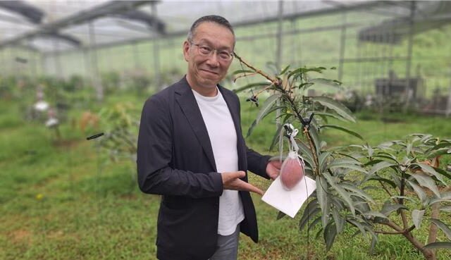 台灣新聞通訊社-玉井智慧芒果園斥資600萬 日本伊勢丹超市社長親訪搶攻高端市場