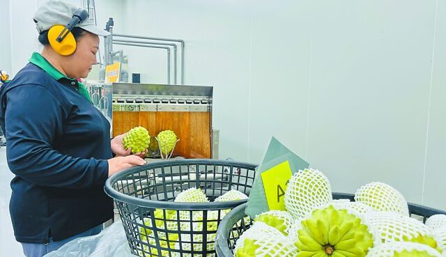 台灣新聞通訊社-鳳梨釋迦銷陸吵不停 最強菜農吐一現實面  加碼嗆爆民進黨
