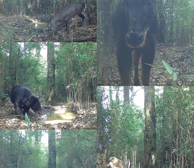 台灣新聞通訊社-大貓熊國家公園 守護國寶生態保育與地方發展雙贏