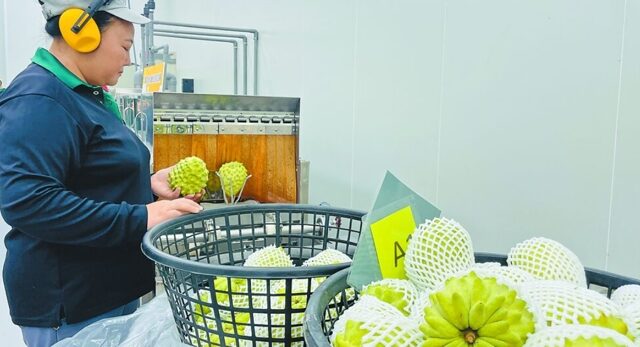 台灣新聞通訊社-陳瑩指鳳梨釋迦挑戰在陸關稅高  前農政官員反問政府做了什麼？