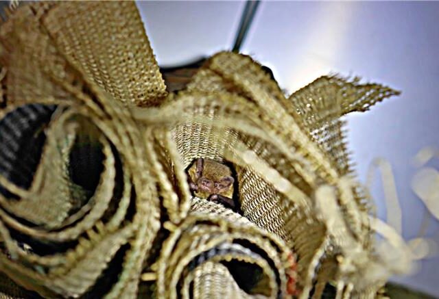 台灣新聞通訊社-蝙蝠也能打工換宿！入住新型蝙蝠屋 幫忙吃害蟲、病媒蚊
