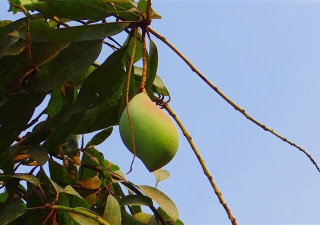 台灣新聞通訊社-印度芒果崩盤危機！每公斤價格剩1.6元…農民心碎「心血整車倒垃圾場」
