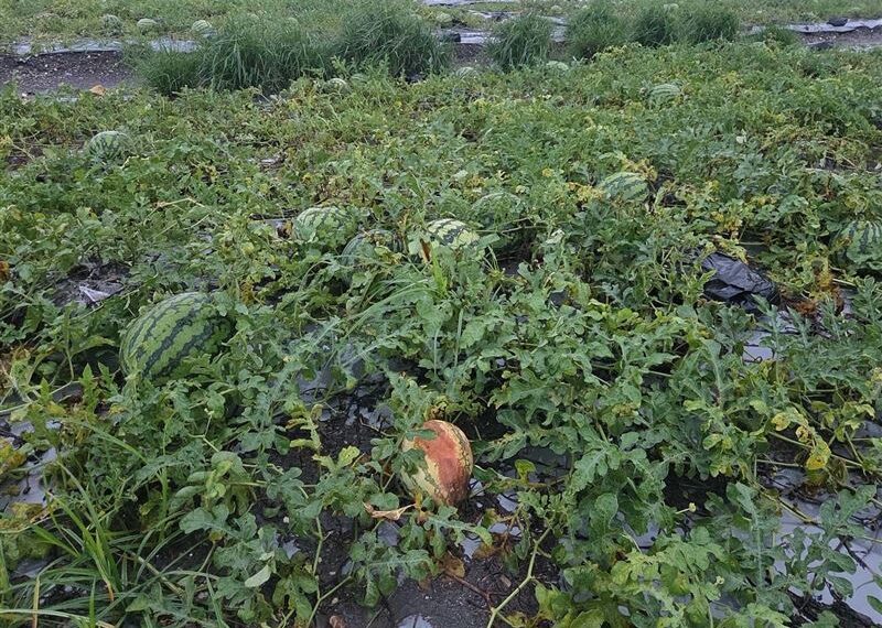 台灣新聞通訊社-連日暴雨轟炸「屏東農損接近300萬」 這水果災情最慘