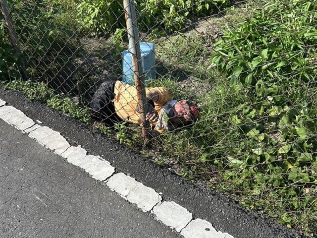 台灣新聞通訊社-82歲老農夏至頂烈日除草！熱衰竭倒菜園昏厥　清潔隊員眼尖急救命