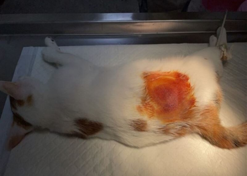 台灣新聞通訊社-養寵物也有補助領!飼主「做1事」每隻最高1200元