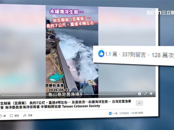 台灣新聞通訊社-7米鯨鯊誤闖定置網獲放生　影片破百萬觀看