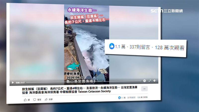 台灣新聞通訊社-7米鯨鯊誤闖定置網獲放生　影片破百萬觀看