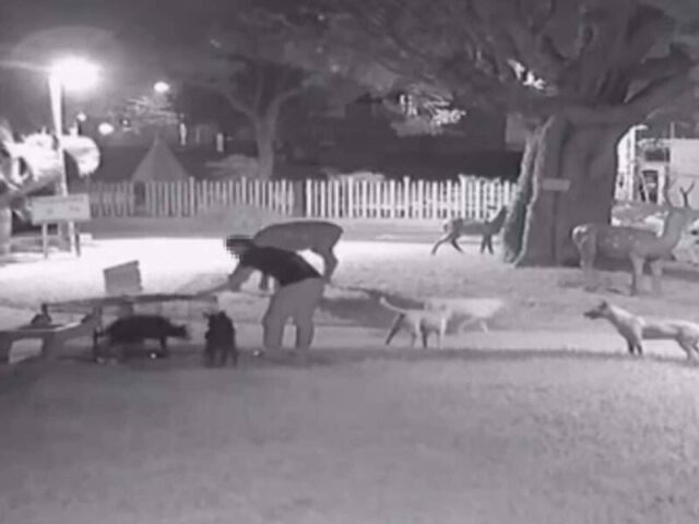 台灣新聞通訊社-流浪犬成公園惡霸⋯追咬傷人！公所設誘捕籠捕抓　愛狗人士偷開籠放出
