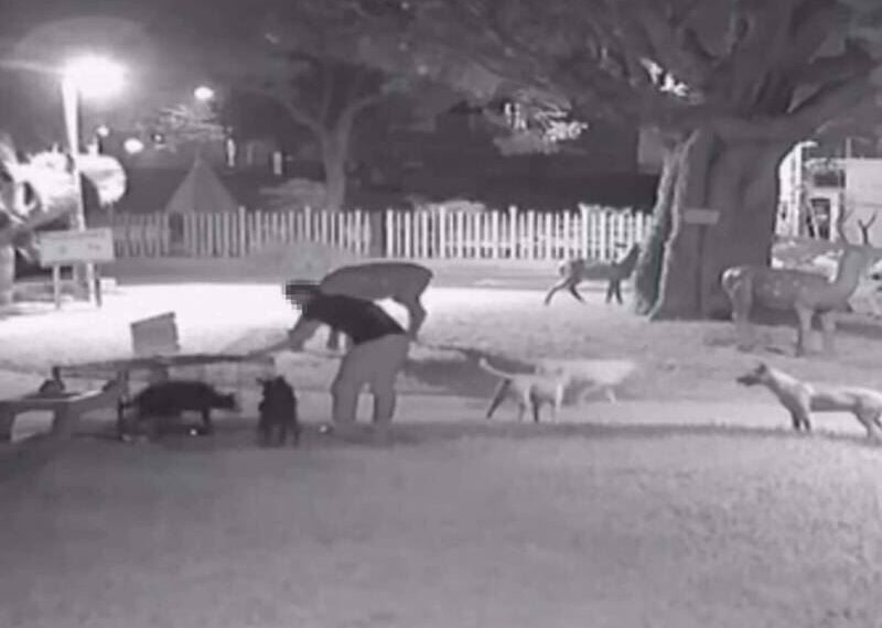 台灣新聞通訊社-流浪犬成公園惡霸⋯追咬傷人!公所設誘捕籠捕抓 愛狗人士偷開籠放出