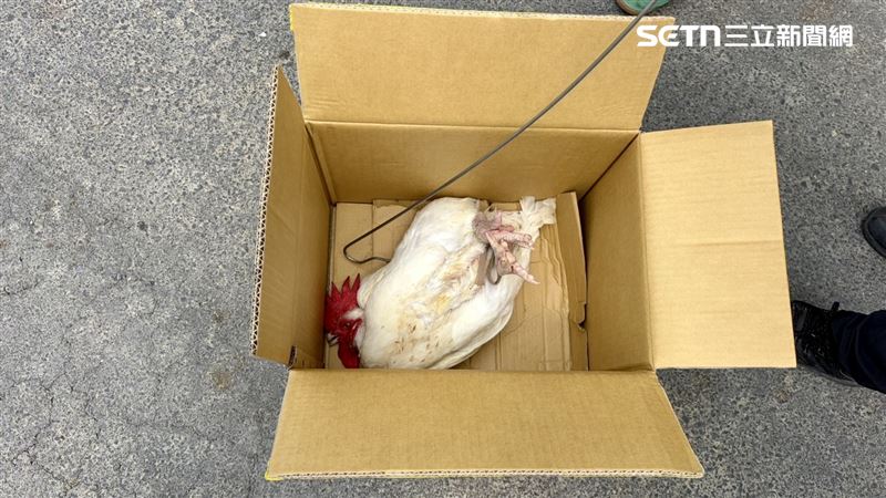 台灣新聞通訊社-捆死＋脫褲淋尿…乩童壓煞用「開光雞」！男子落魄下場曝光
