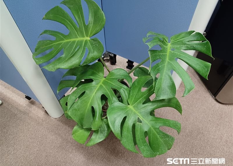 台灣新聞通訊社-黃金葛、龜背芋竟有毒？「這植物」是毛孩隱形殺手　誤食千萬別做這動作