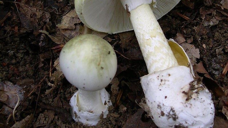 台灣新聞通訊社-誤食奪命白菇！2男下肚狂吐慘死　毒性猛烈無藥可救