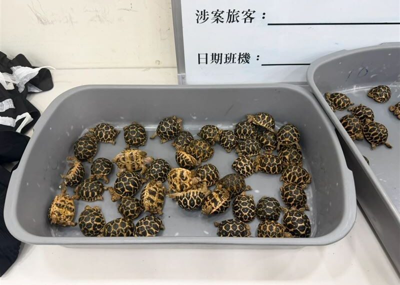 台灣新聞通訊社-賣1隻賺2萬！男大腿綁「70隻印度星龜」搭機闖關　海關掀褲攔檢驚呆