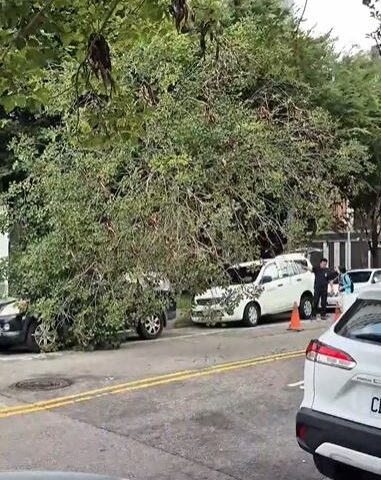 台灣新聞通訊社-台中凌晨下暴雨路樹突倒塌壓2車　建設局：風鈴木疑染褐根病將全面健檢