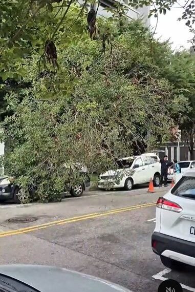 台灣新聞通訊社-台中凌晨下暴雨路樹突倒塌壓2車　建設局：風鈴木疑染褐根病將全面健檢