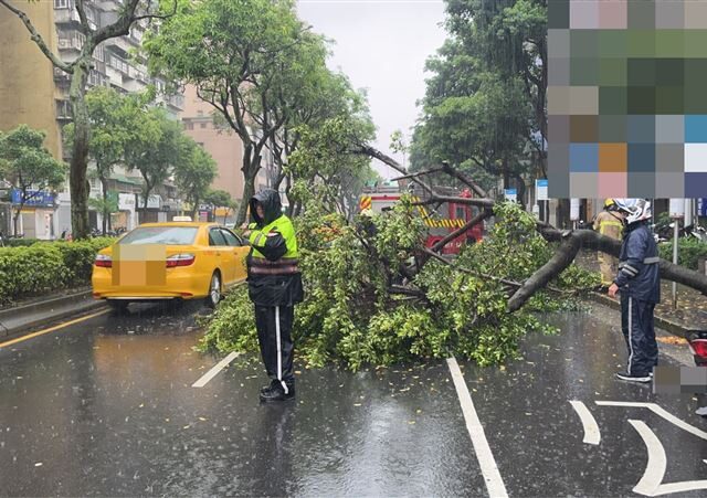 台灣新聞通訊社-北市暴雨再傳災情！信義區驚見「路樹橫躺大馬路」倒塌瞬間曝光了