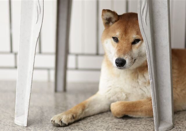 台灣新聞通訊社-北投7旬翁病逝留24隻柴犬！動保處急尋認養人　最後6隻等新主人