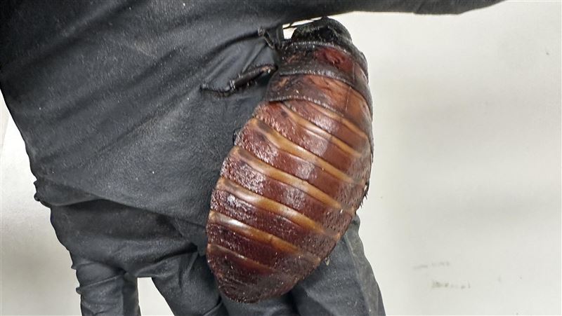 台灣新聞通訊社-密麻畫面曝！澳洲查獲「手掌大巨蟑螂」非法繁殖10萬隻　黑市價破400萬