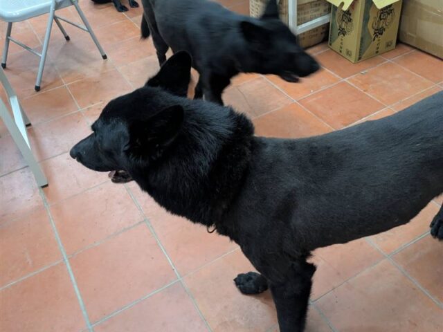 台灣新聞通訊社-偵搜犬「上嘴套」訓練石虎！浪爸浪媽氣炸轟抹黑　一票網力挺：辛苦了