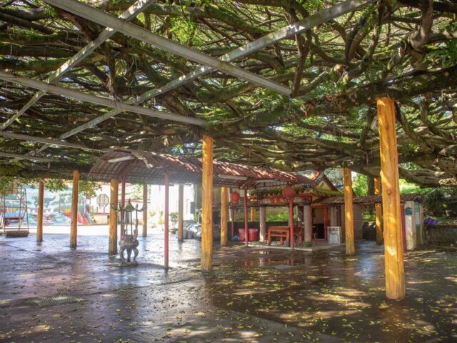 台灣新聞通訊社-觸大忌！百年土地公廟驚見「倒插香」　楊登嵙揭4大暗黑意涵：非死即傷