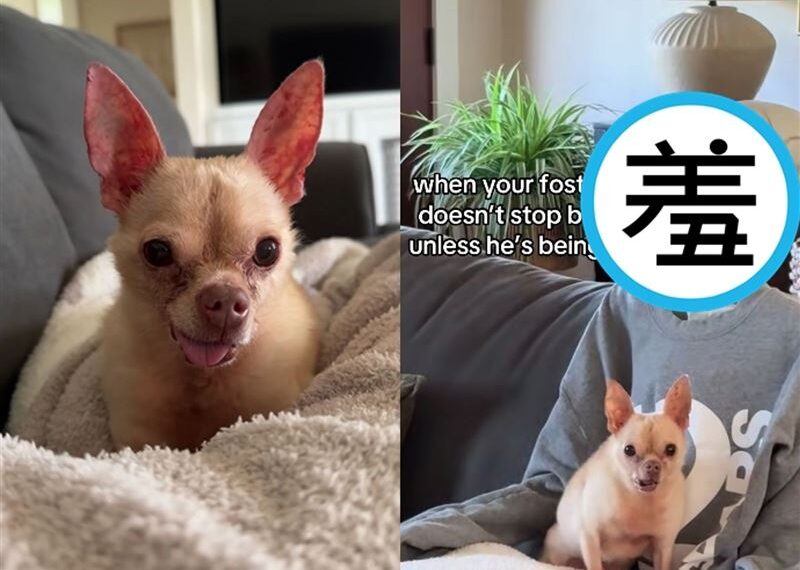 台灣新聞通訊社-分離焦慮炸裂!高齡吉娃娃沒抱抱就狂吠 中途飼主無奈「請鬼出來安撫」