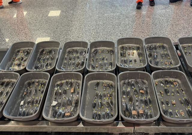 台灣新聞通訊社-金門小三通旅客行李藏248隻甲蟲欲出境　當場查獲函送