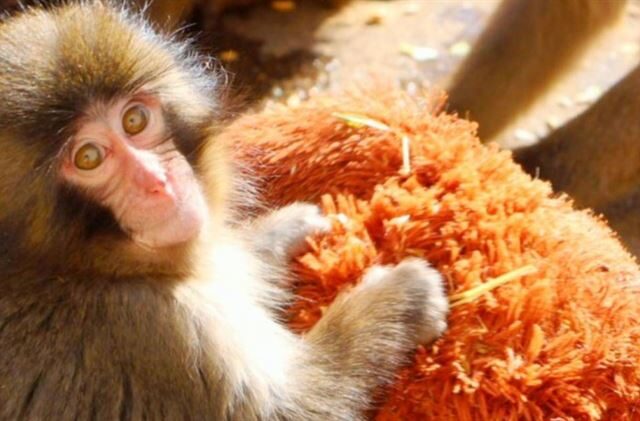 台灣新聞通訊社-雷射筆照射猴群！人氣萌猴Punch也受害　動物園怒：發現直接轟出去