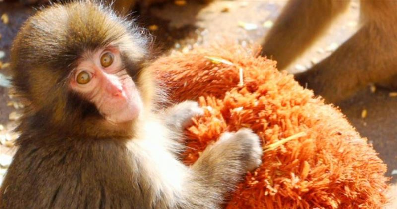 台灣新聞通訊社-雷射筆照射猴群！人氣萌猴Punch也受害　動物園怒：發現直接轟出去