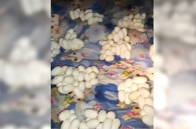 台灣新聞通訊社-男子半年沒回家「屋內堆滿蛇蛋」　驚悚畫面網嚇喊：隨時會孵化