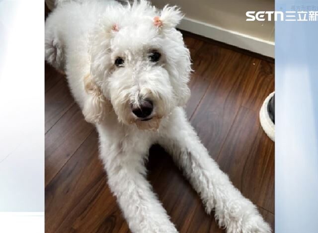 台灣新聞通訊社-獨家／金貴犬變人質？飼主託友照顧「控遭勒索10萬」