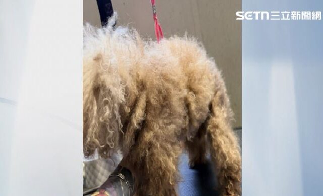 台灣新聞通訊社-獨家／說好剃毛卻反悔！美容師遭飼主「吐口水」爆爭執