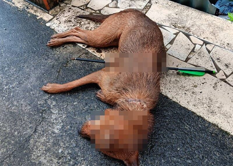 台灣新聞通訊社-十字弓虐殺犬貓!台東部落男落網全招了…犯案動機竟是「這原因」
