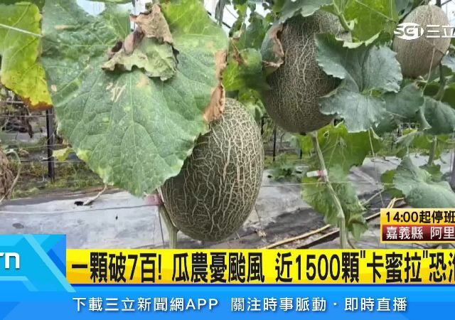 台灣新聞通訊社-大雨亂採收…1500顆「高價哈密瓜」恐泡湯　瓜農欲哭無淚